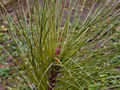 Pinus ponderosa Pendula IMG_1563 Sosna żółta